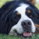 Repos d’un bouvier bernois dans l’herbe de la pension canine Dog Center Les Millières en Haute-Savoie