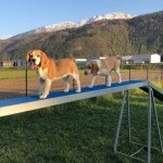 Deux chiens lors d'un cours d'agility au Dog Center Les Millières