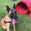 Berger malinois assis près d’un tunnel rouge sur le terrain d’éducation canine du Dog Center Les Millières en Haute-Savoie