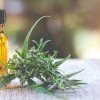 Flacon d’huile de CBD et fleur naturelle proposés par French CBD