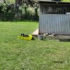 Espace clôturé avec abri et petite piscine pour chien au Dog Center Les Millières, en Haute-Savoie