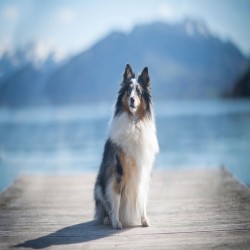 Un chien suite à un toilettage chez Dog Center Les Millières en Haute-Savoie