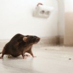 Rat ciblé par un produit de dératisation professionnel appliqué par Hors Net à Cluses