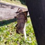 Nid de frelons dangereux avant élimination par Hors Net dans la région de Sallanches