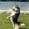 Chien dressé sur ses pattes arrière dans l’espace extérieur du Dog Center Les Millières en Haute-Savoie