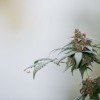 CBD En Ligne de qualité avec fleurs soigneusement cultivées par French CBD