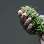 Contrôle qualité d’une fleur de CBD chez French CBD, enseigne CBD Montpellier 34 reconnue pour son sérieux