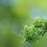 Culture de chanvre riche en cannabinoïdes utilisée par French CBD, expert CBD Montpellier 34 Mieux Noté