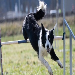 Border collie franchissant une haie d’agility au Dog Center Les Millières, centre d’éducation canine en Haute-Savoie