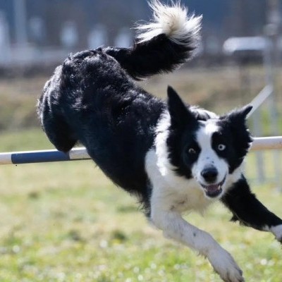 Border collie franchissant une haie d’agility au Dog Center Les Millières, centre d’éducation canine en Haute-Savoie