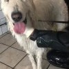 Un chien en cours de toilettage chez Dog Center Les Millières en Haute-Savoie