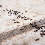 Infestation de fourmis traitée par l’équipe Hors Net à Cluses avec des solutions de désinsectisation efficaces