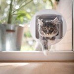 Chat passant à travers une chatière intégrée sur un vitrage