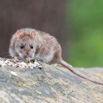 Rongeur nuisible traité par l’équipe Hors Net, entreprise de dératisation à Cluses et dans la Vallée de l’Arve