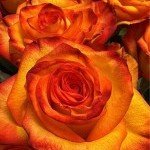 Bouquet de roses oranges fraîches