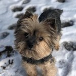Petit chien dans la neige en pension au Dog Center Les Millières en Haute-Savoie