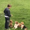 Trois chiens attentifs à une intervenante pendant une séance d’éducation canine au Dog Center Les Millières en Haute-Savoie