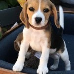 Chiot beagle dans son panier au Dog Center Les Millières en Haute-Savoie