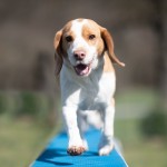 Chien suivant un parcours d'agility Dog Center Les Millières, pension canine en Haute-Savoie