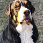 Chien tricolore suivant un cours d'éducation canine au Dog Center Les Millières
