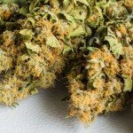 Fleurs de CBD premium riches en trichomes disponibles chez French CBD à Montpellier 34