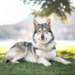 À l’ombre d’un arbre, un chien gris et blanc en séjour au Dog Center Les Millières, pension canine en Haute-Savoie