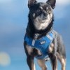 Un chien en pension chez Dog Center Les Millières en Haute-Savoie