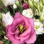 Image d'une fleur rose délicate et épanouie