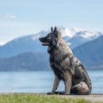 Chien face aux montagnes et au lac pour le guide de la pension canine en Haute-Savoie avec Dog Center Les Millières