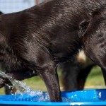 Jeux d’eau pour un chien brun, balle en bouche, chez Dog Center Les Millières, pension canine en Haute-Savoie