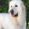 Un chien après un toilettage chez Dog Center Les Millières en Haute-Savoie